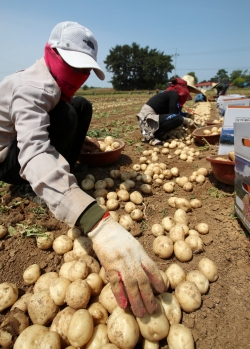 원북면 대기리 감자 수확 모습