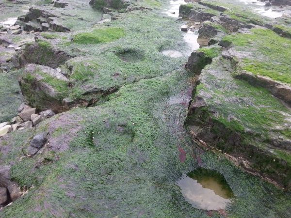 공룡발자국 화석