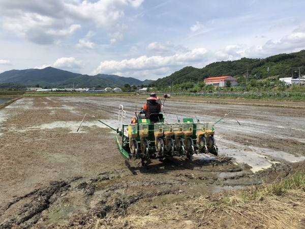 사료용 벼 영우 파종 모습