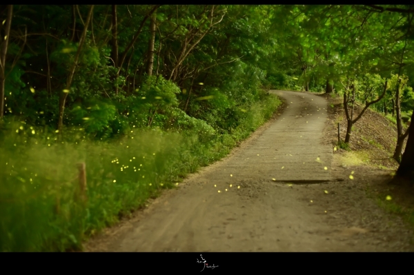사진작가 윤준우 제공 – 궁평 저수지길 애반딧불이 출현모습(2019년 6월)