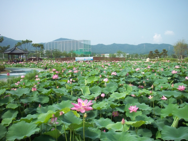 신정호수공원 연꽃단지 전경
