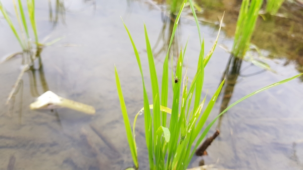 .벼물바구미피해.