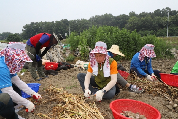 조소행 충남농협 본부장이 차재희 농협공주시지부장, 박승문 세종공주원예농협조합장 등 임직원들과 함께 마늘수확 일손지원 모습