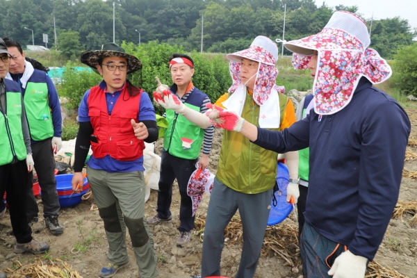 마늘수확 일손돕기 모습