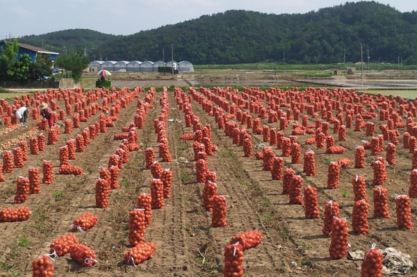 양파 수확 참고사진(제공 : 창녕군 농업기술센터)