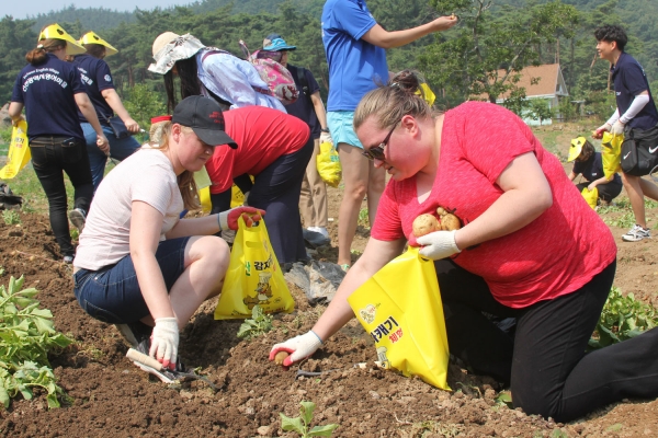 지난해 6월 열린 제17회 팔봉산 감자축제 사진들