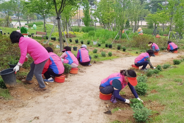서산시 고북면 생활개선회에서는 지난 19일 서산국화축제장에서 회원 20명이 참여한 가운데 국화축제준비를 위한 국화황토공원 국화심기 봉사활동 실시