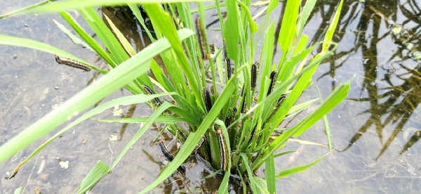 멸강나방 애벌레