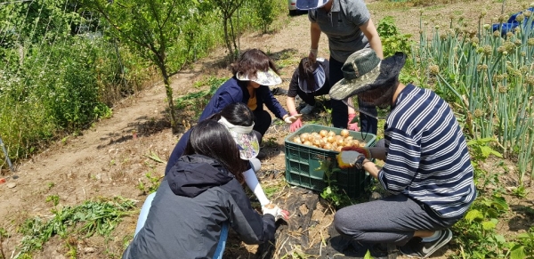 양파 수확하는 질병예방과 직원들