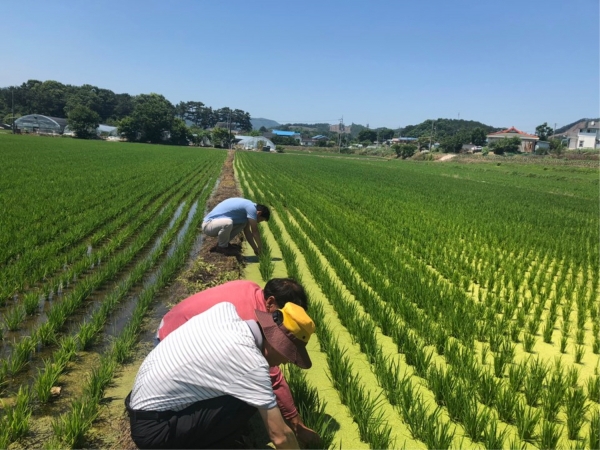 병해충 예찰활동 장면