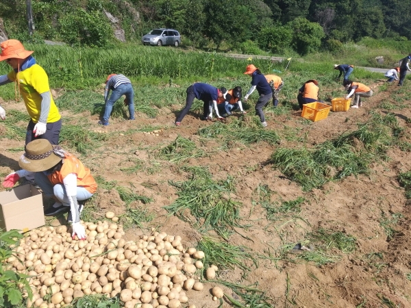 산성동 감자수확 모습