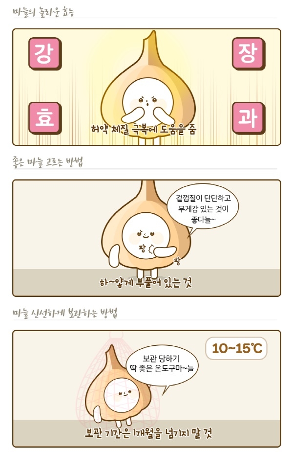 세계 10대 건강식품, 마늘을 소개합니다(일러스트)