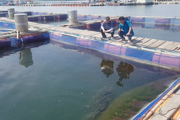 고수온 피해예방 대비 양식장 사전점검 실시