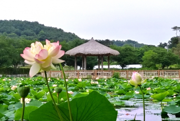 골정지 연꽃