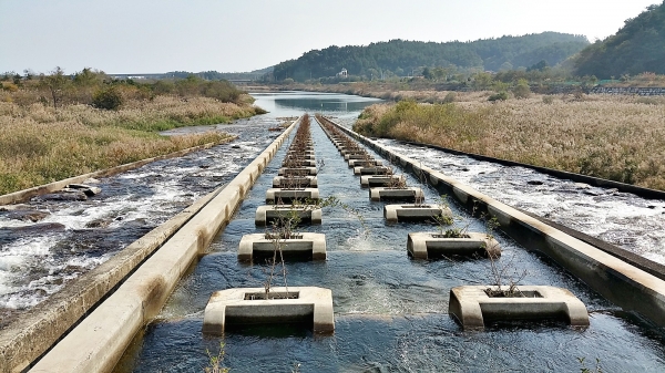 강릉시 연곡천 송림보는 아이스하버식 어도를 설치해 휴식공간을 마련함으로써 어류가 강을 거슬러 오르는 동안 휴식을 통해 보다 쉽게 소상이 가능하도록 보수