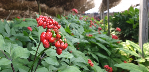 금산 인삼딸 모습