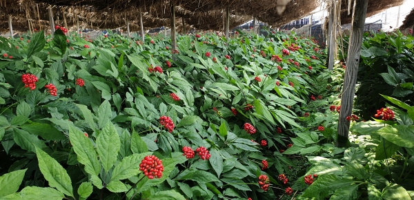 금산 인삼딸 모습