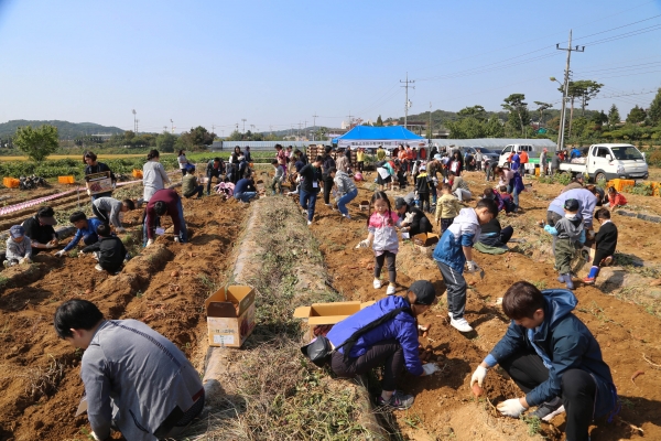 지난 2018년 고구마축제 고구마 수확체험 사진