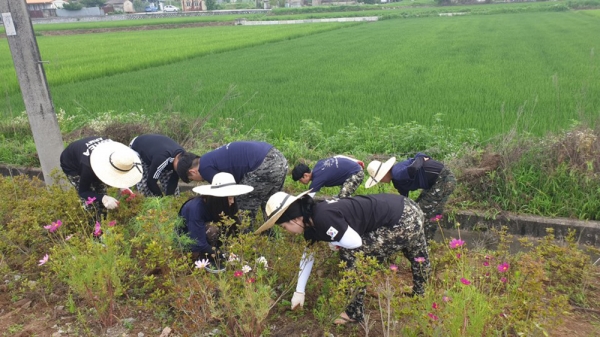 농촌 일손 돕기에 나선 목원대 학생들이 마을 도로에 난 잡초를 뽑고 있다.