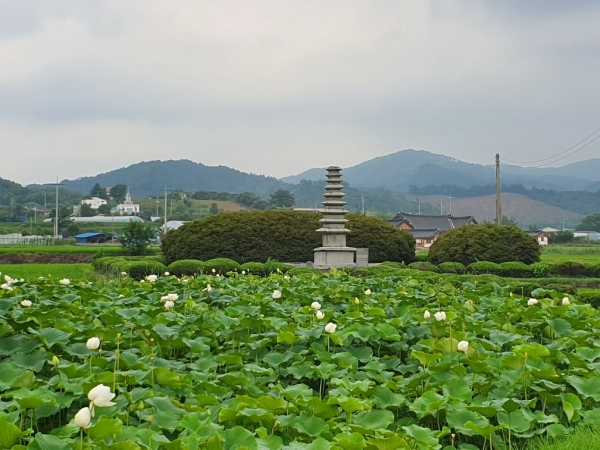 청양 정산 서정리구층석탑 주변 백련 만개 모습