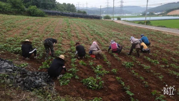 전국 대학생들 청양지역 농촌봉사활동 모습