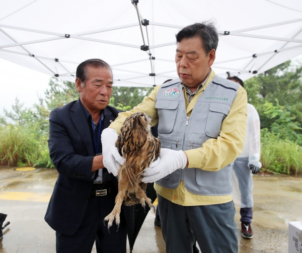 지난 25일 백화산 헬기착륙장에서 가세로 군수가 수리부엉이를 방사하려는 모습