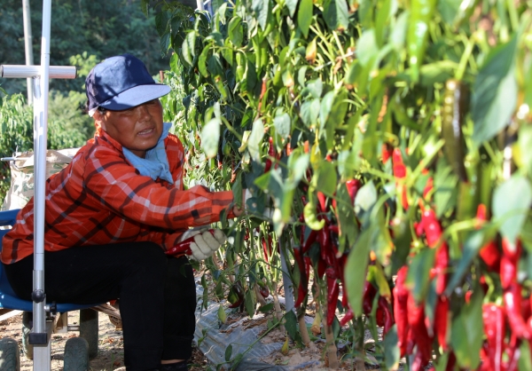 폭염 속 고추를 수확하고 있는 안면도 고추 농가 모습.
