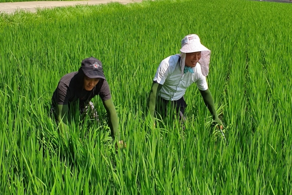태풍‘다나스’ 영향에 따른 멸구류 예찰 강화