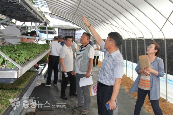 새싹인삼 생력화 현장평가회