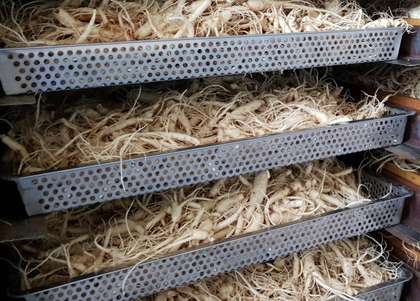 인삼-채반지원 접수