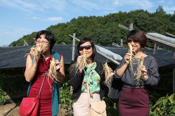 인삼축제 건강체험 확대 (지난해 축제장 모습)