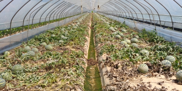 집중호우 농가피해 모습