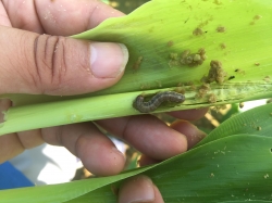 열대거세미나방