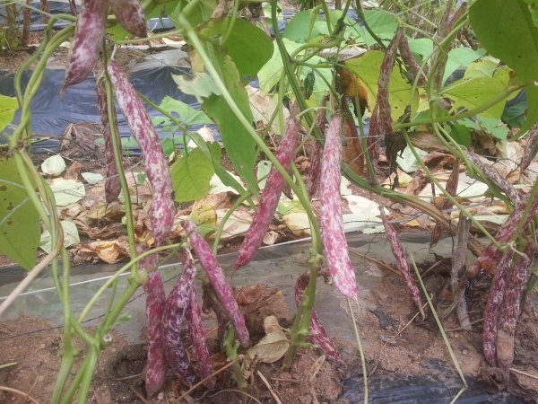 보령 넝쿨 강낭콩 재배 장면.