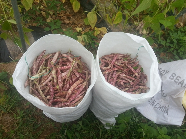 보령 넝쿨강낭콩