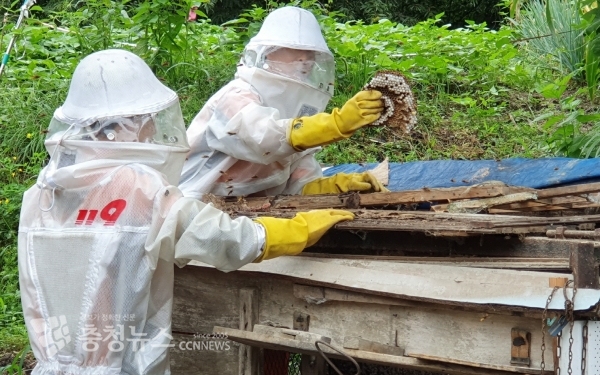 세종시소방서, 119벌집제거출동 / 충청뉴스 최형순 기자