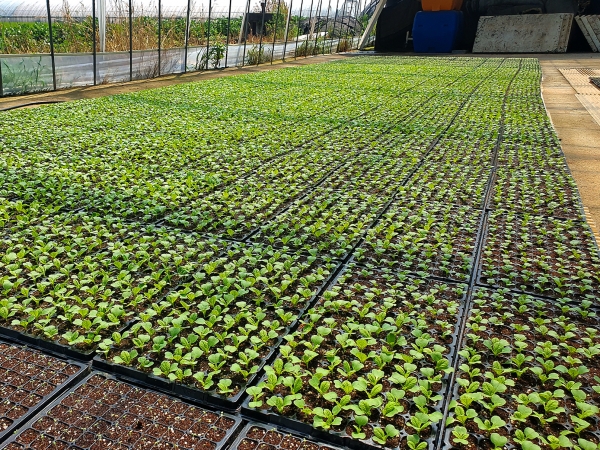 배추파종 사진(당진 이회준 농가)