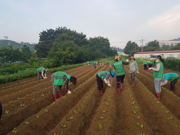 새마을운동계룡시지회 배추심기