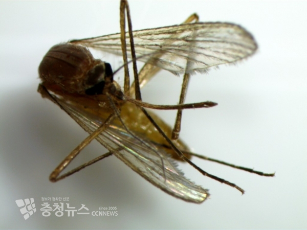 작은빨간집모기