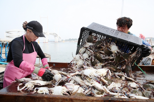 21일 오전 백사장 위판장 모습.