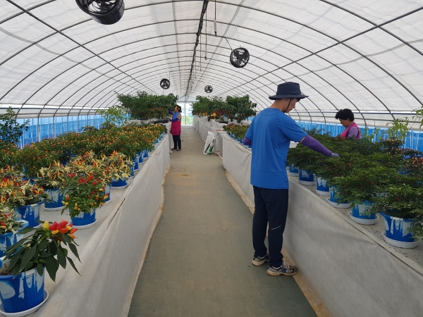 30일부터 세계고추_산야초 품종전시관 운영