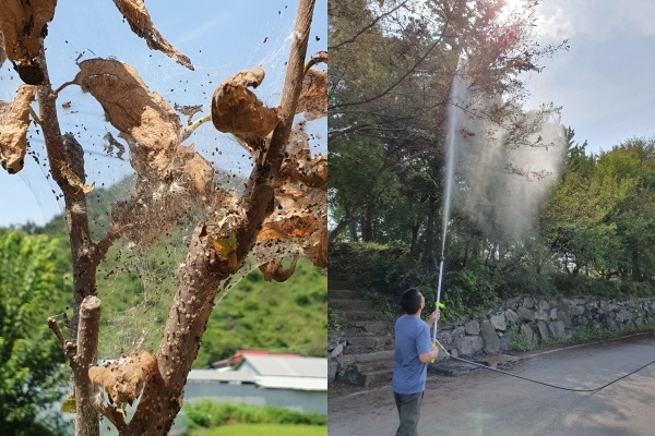 (좌) 감나무 피해모습, (우) 청남면 주민들 미국흰불나방 피해방제 모습