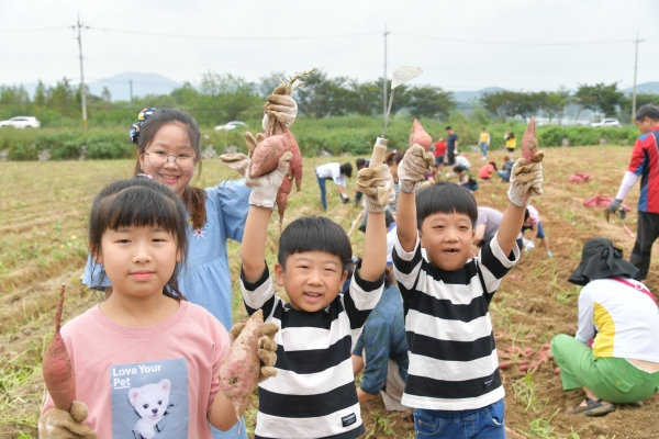 지난 고구마축제, 고구마캐기 체험 장면
