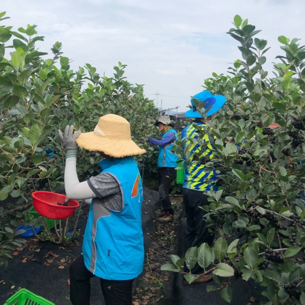 농어촌공사 충남본부 직원들이 아로니아를 수확하고 있다