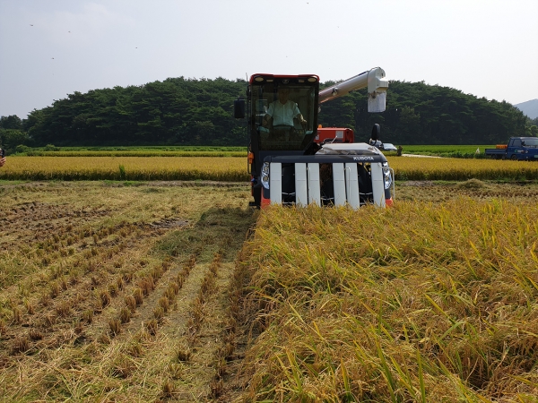 올해 첫 벼 베기 장면