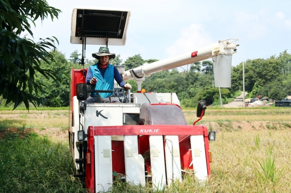 부석면, 추석 20여일 앞둔 지난 23일 관내 첫 벼베기 실시