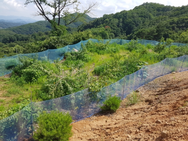 야생동물 농작물 피해 관련 사진