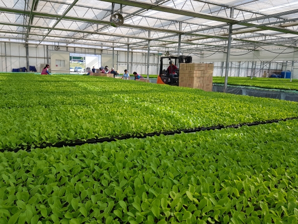 우량 배추모종 마을까지 배송