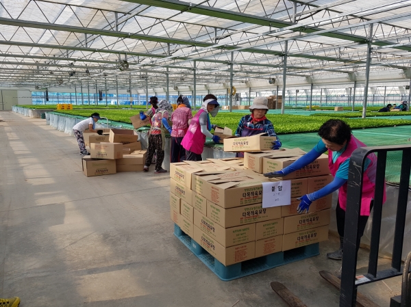 우량 배추모종 마을까지 배송 완료