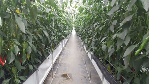 아산시,  ICT 스마트팜‘고추 수경재배' 모습